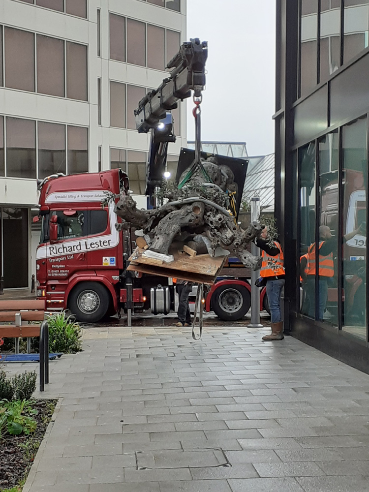 12.Olive trunk offload LR