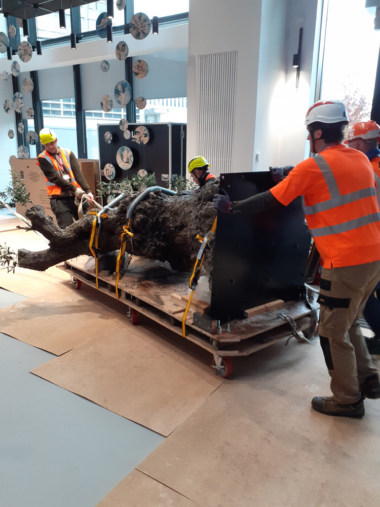 14.Olive showing metal plate LR