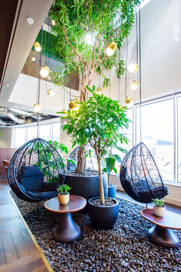 5 Uncommon Liverpool St Design Large Ficus