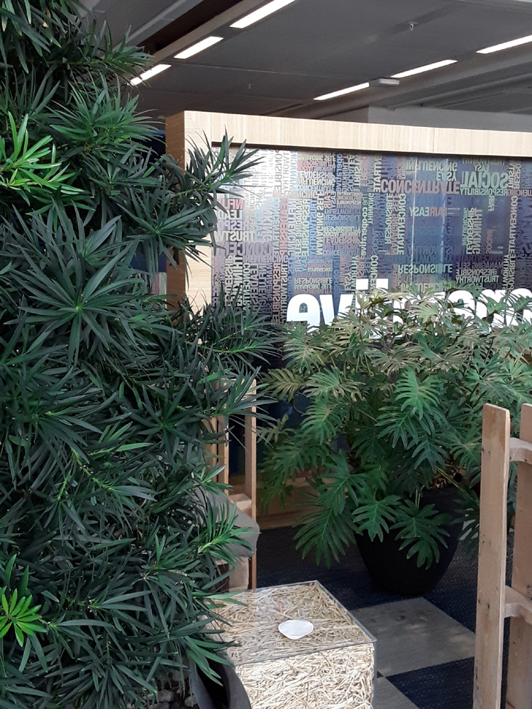 7.co op. Podocarpus and Philo Xanadu lr