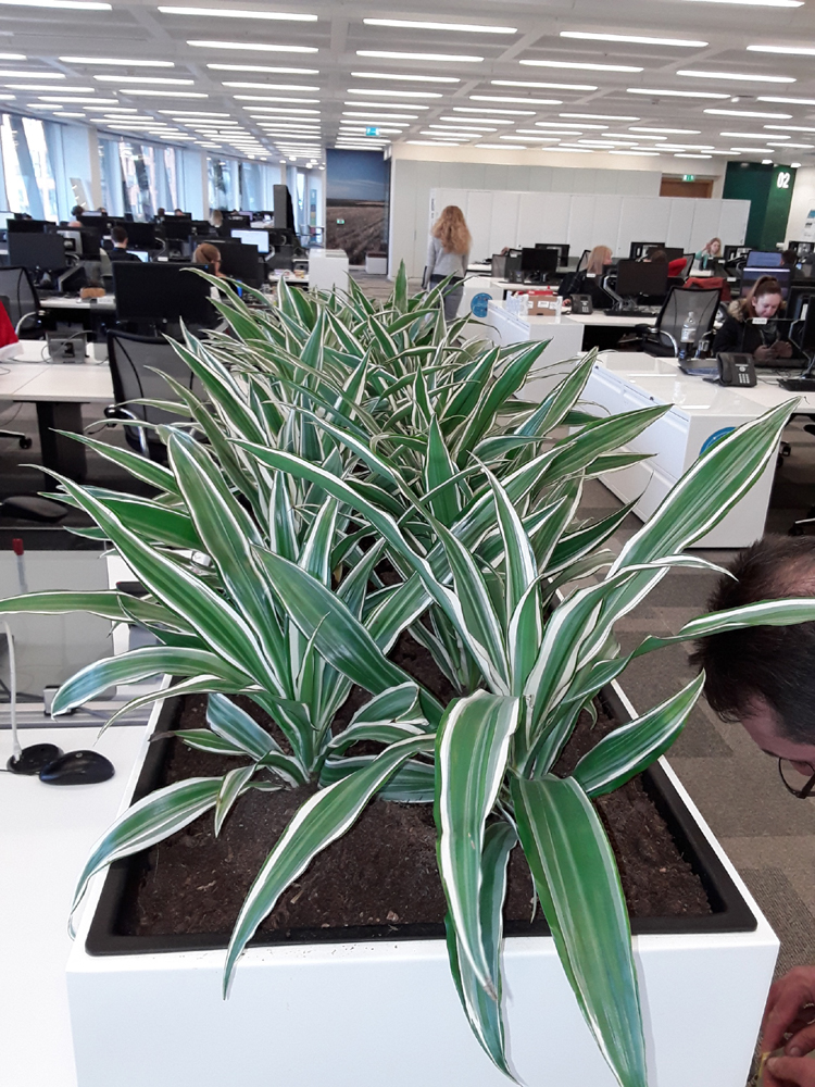 9. co op. Cabinet top troughs with Draceana tips lr