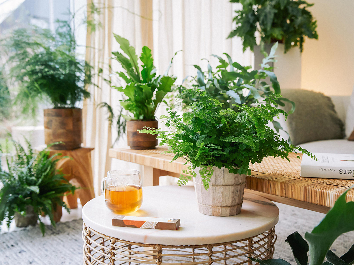 After the pandemic FCH