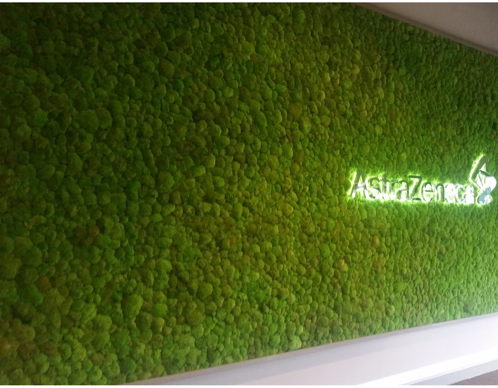 Astrazenia 2 UP Cheshire