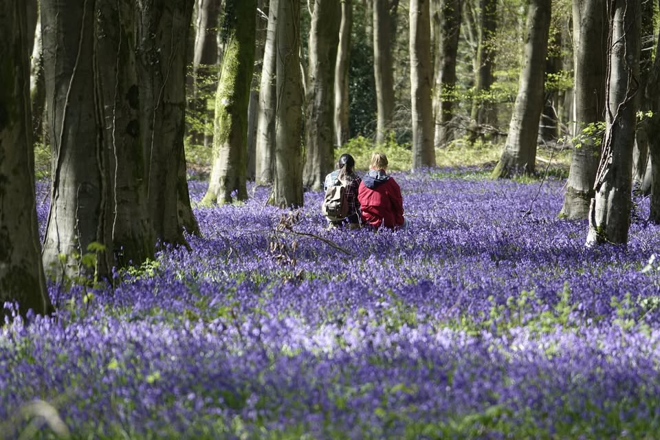 Bluebells court Joanna