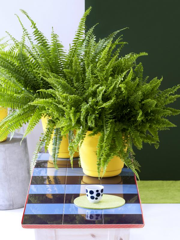 Boston Fern JOP