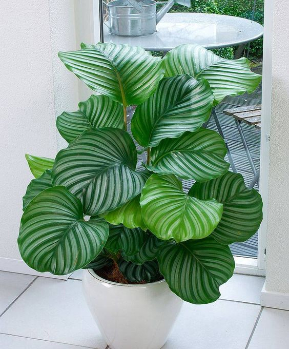 Calathea