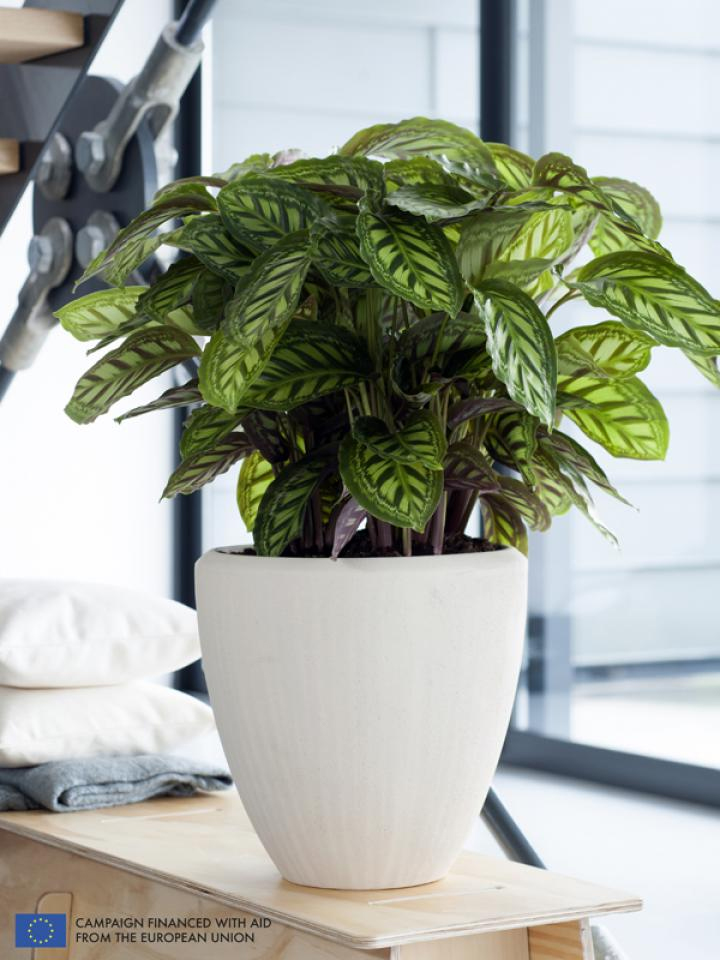 Calathea JOP