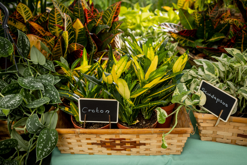 Close up scind Croton