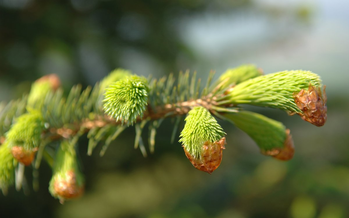 Conifers burst open Spring
