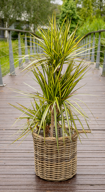 Dracaena 2 lr crop