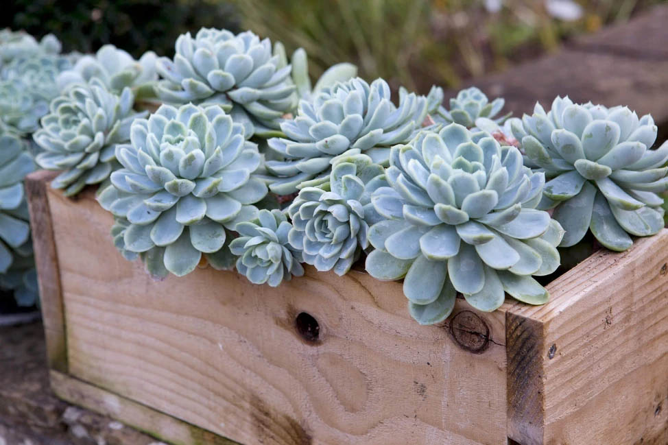 Echeveria court Gardeners World