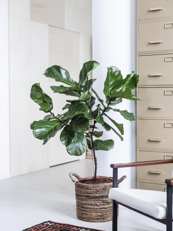 Ficus lyrata JOP