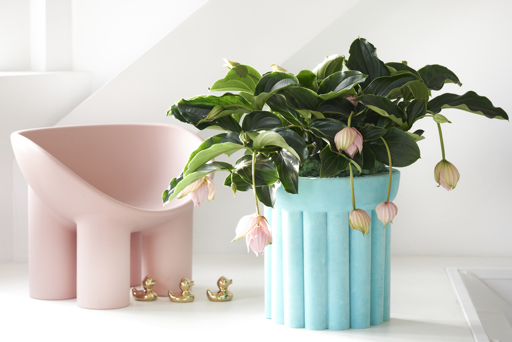 Flower Council Medinilla magnifica expiration date 2026 02 09