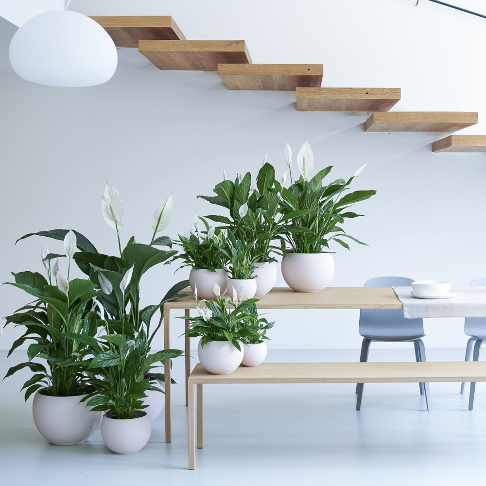 Flower Council Spathiphyllum expiration date 2025 05 04 lr