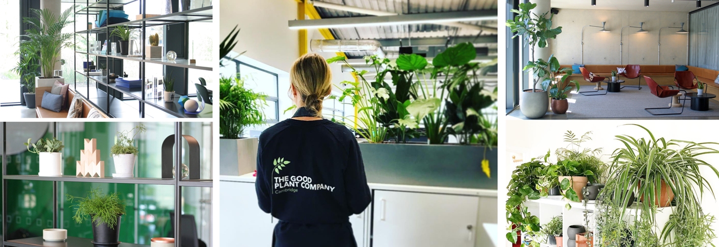 Good Plant Co3