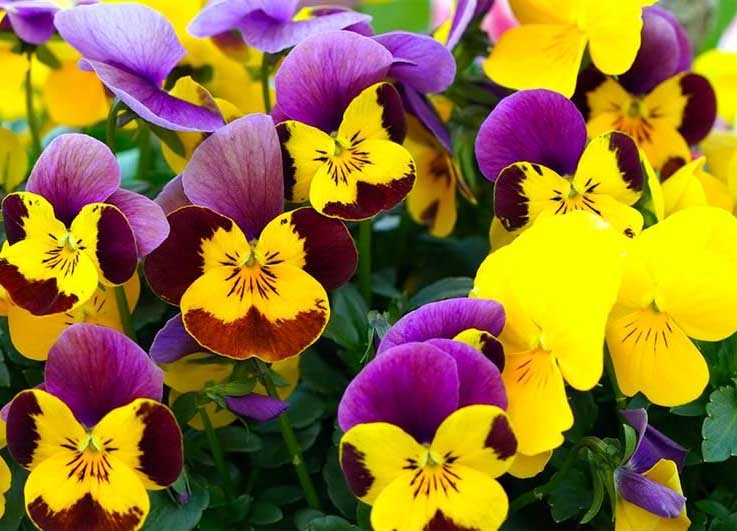 Ians image for pride