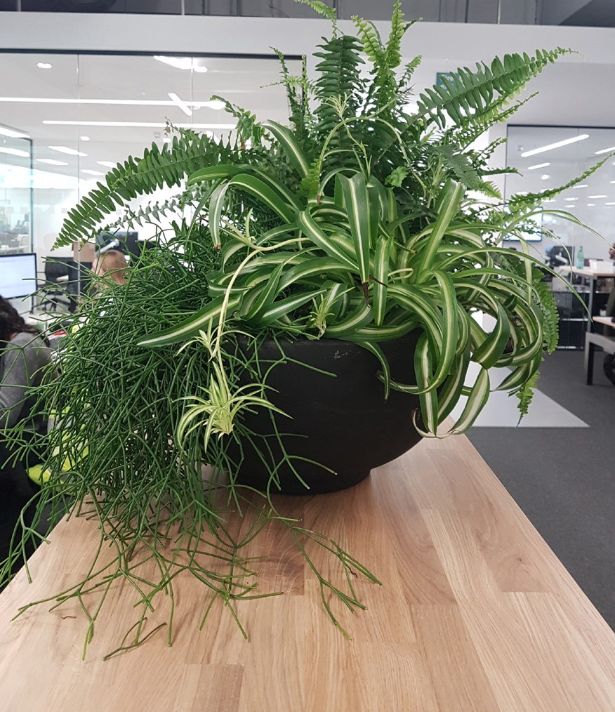 Kobalt Music cut 2 lr