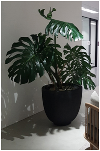 Monstera 18