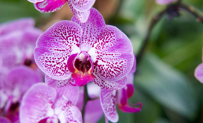 Phalaenopsis court orchids.info