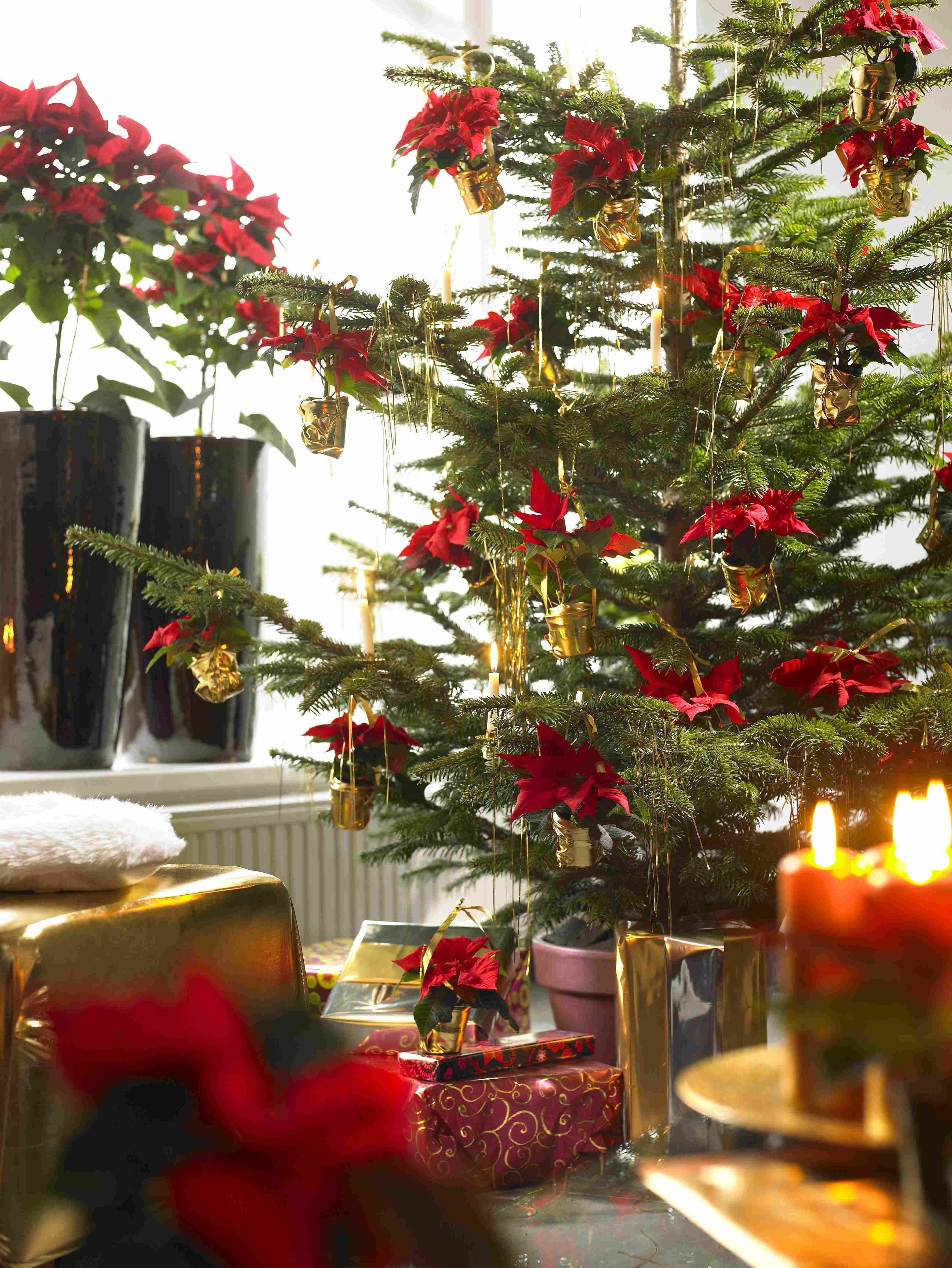 Poinsettia Xmas tree 1