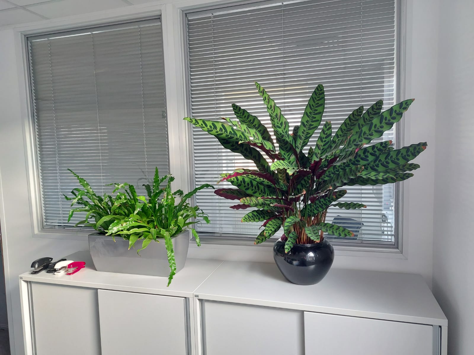 Pops of green to break up the white decor