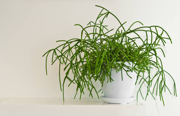 Rhipsalis Pexel
