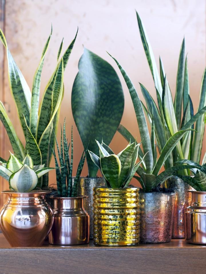 Sansevieria JOP