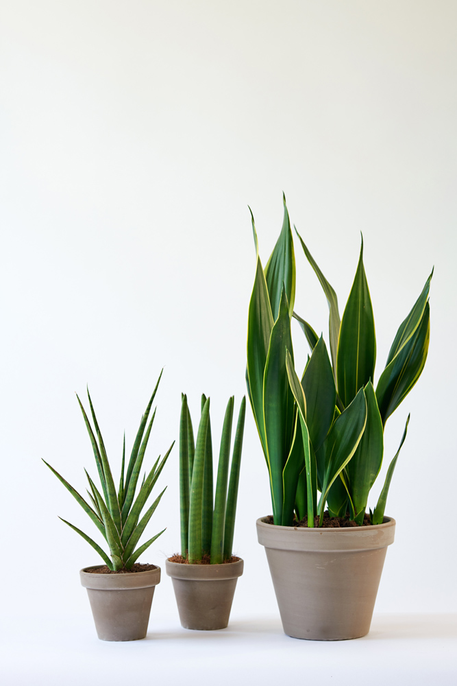 Sansevieria v FCH lr