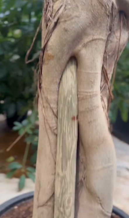 Screenshot 2025 03 10 082933