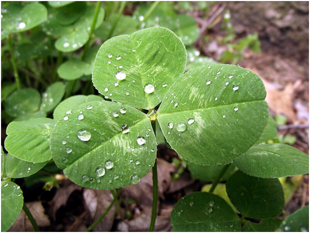 Shamrock ccourt Wikipedia