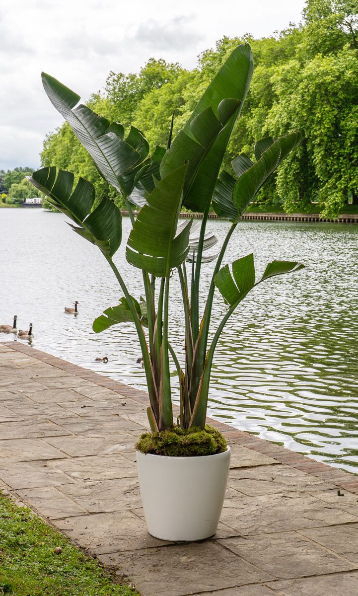 Strelitsia Nicolai lr