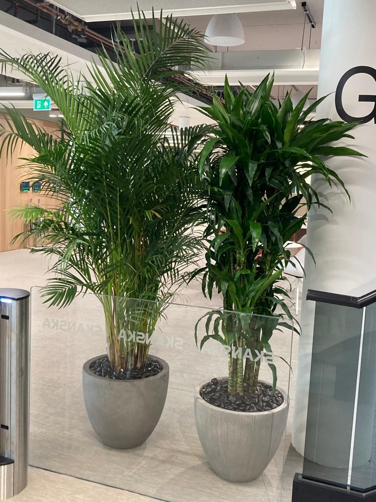 The use of these planters helps the dividing space whilst also giving colour and texture
