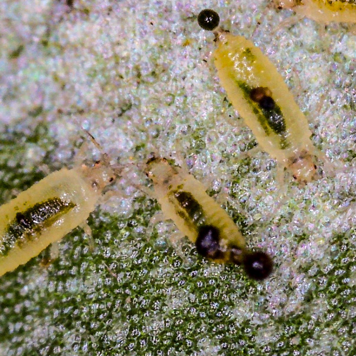 Thrips larvae feeding