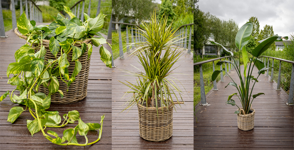 Tripple plants 600w copy