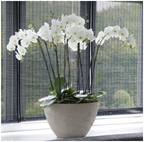 White orchid