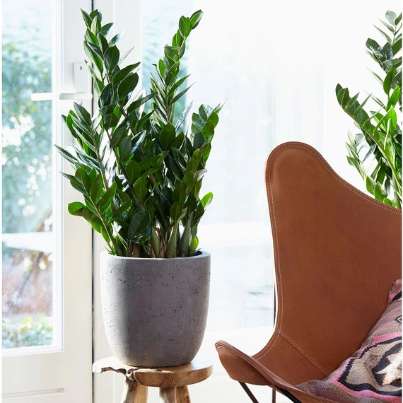 Zamioculcas