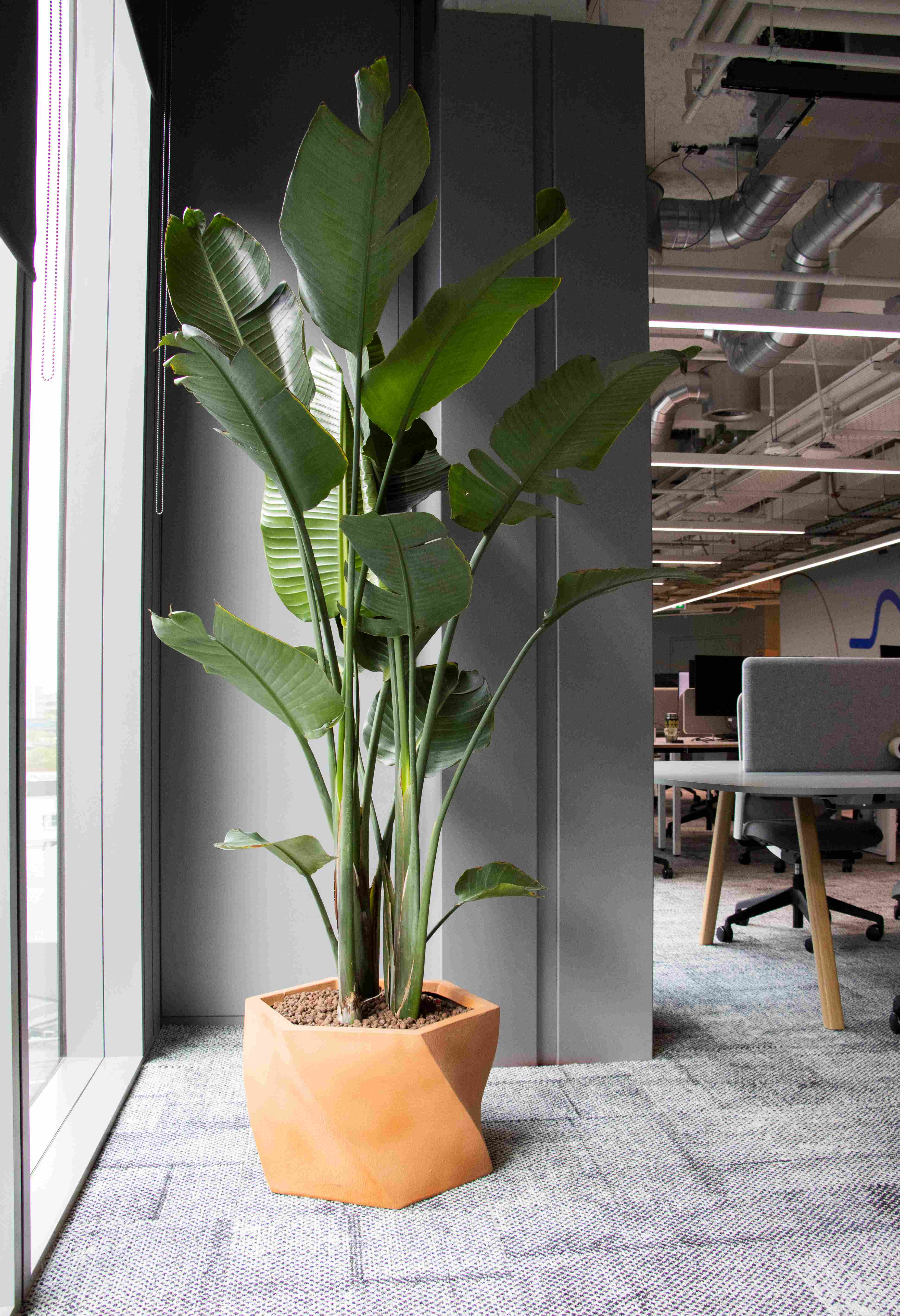 Photo 16 Shgape Terracotta with Kentia lr