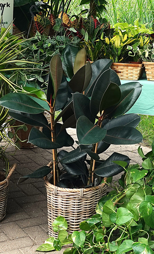 ficus croped2 lr