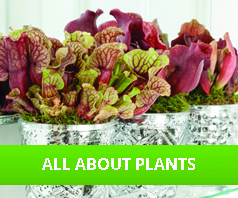 All About Plants