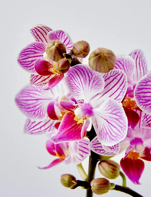 orchids