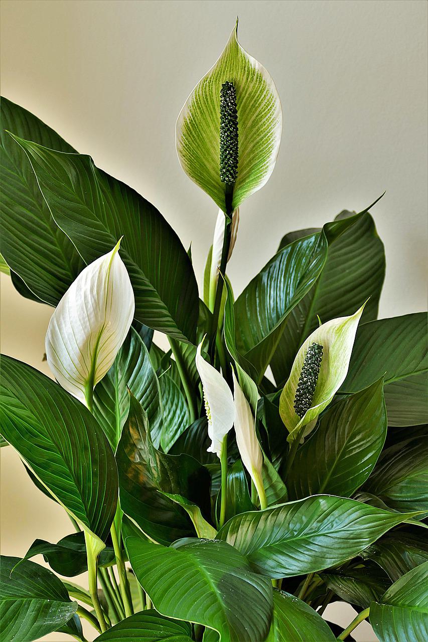 peace lilies 4269365 1280
