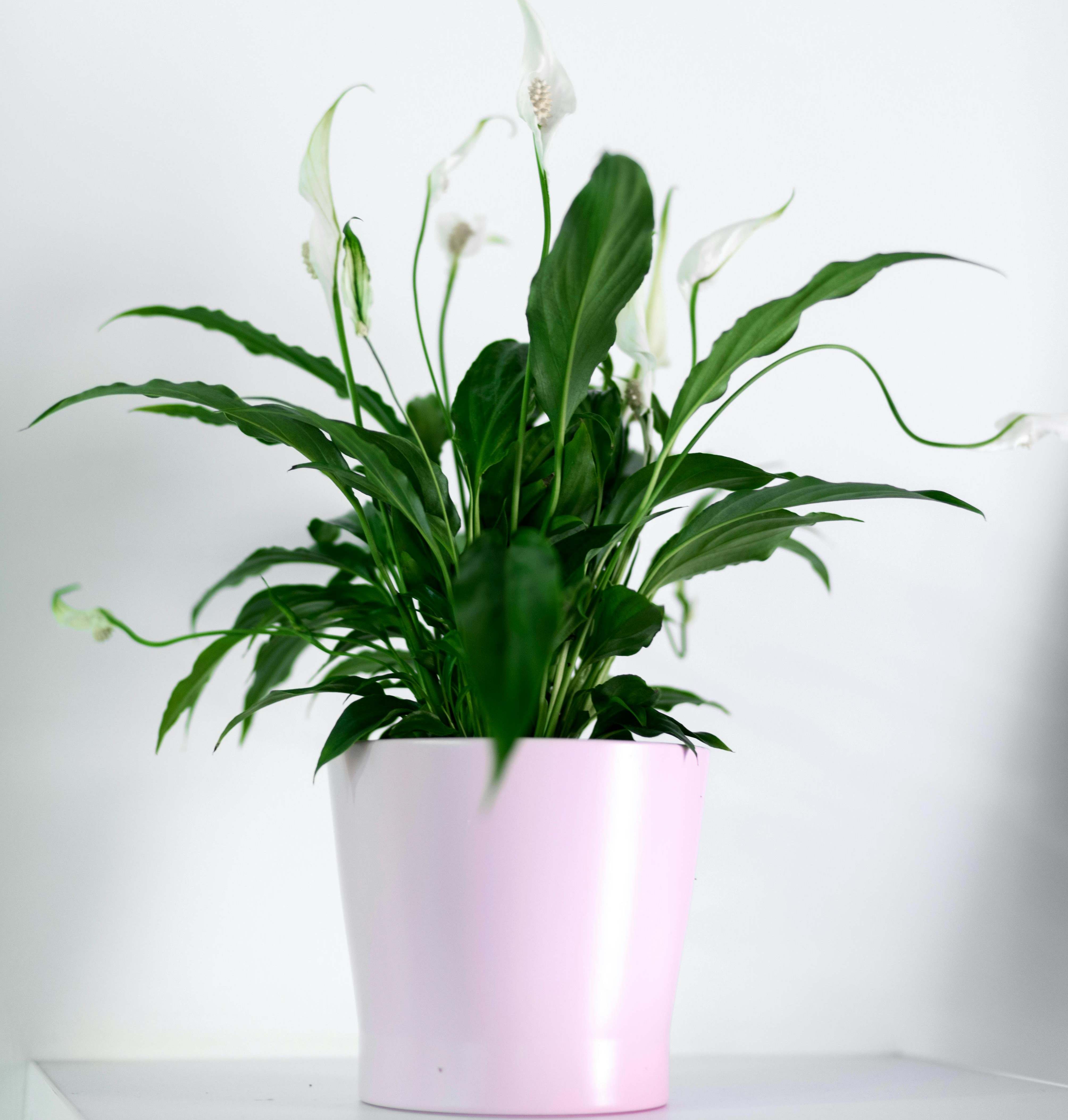 pexels alinaskazka 14939905