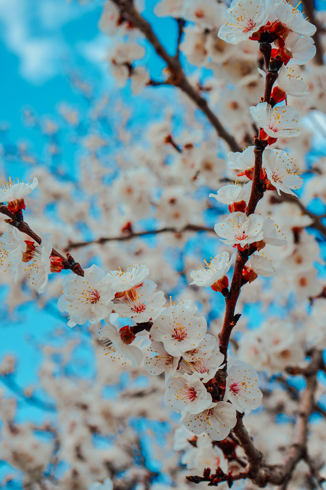 pexels cherry plum blossom lr