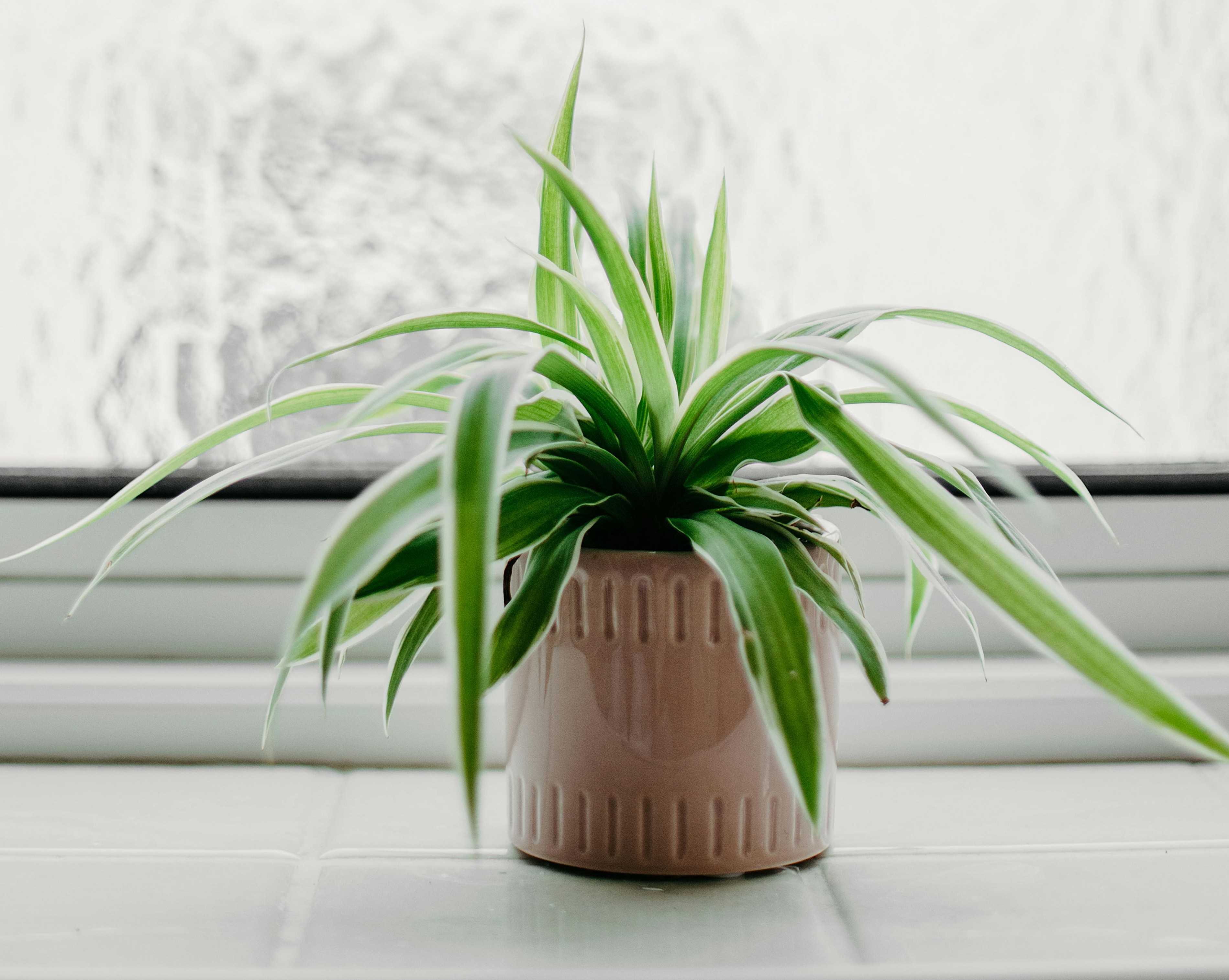 pexels fotios photos 4753285