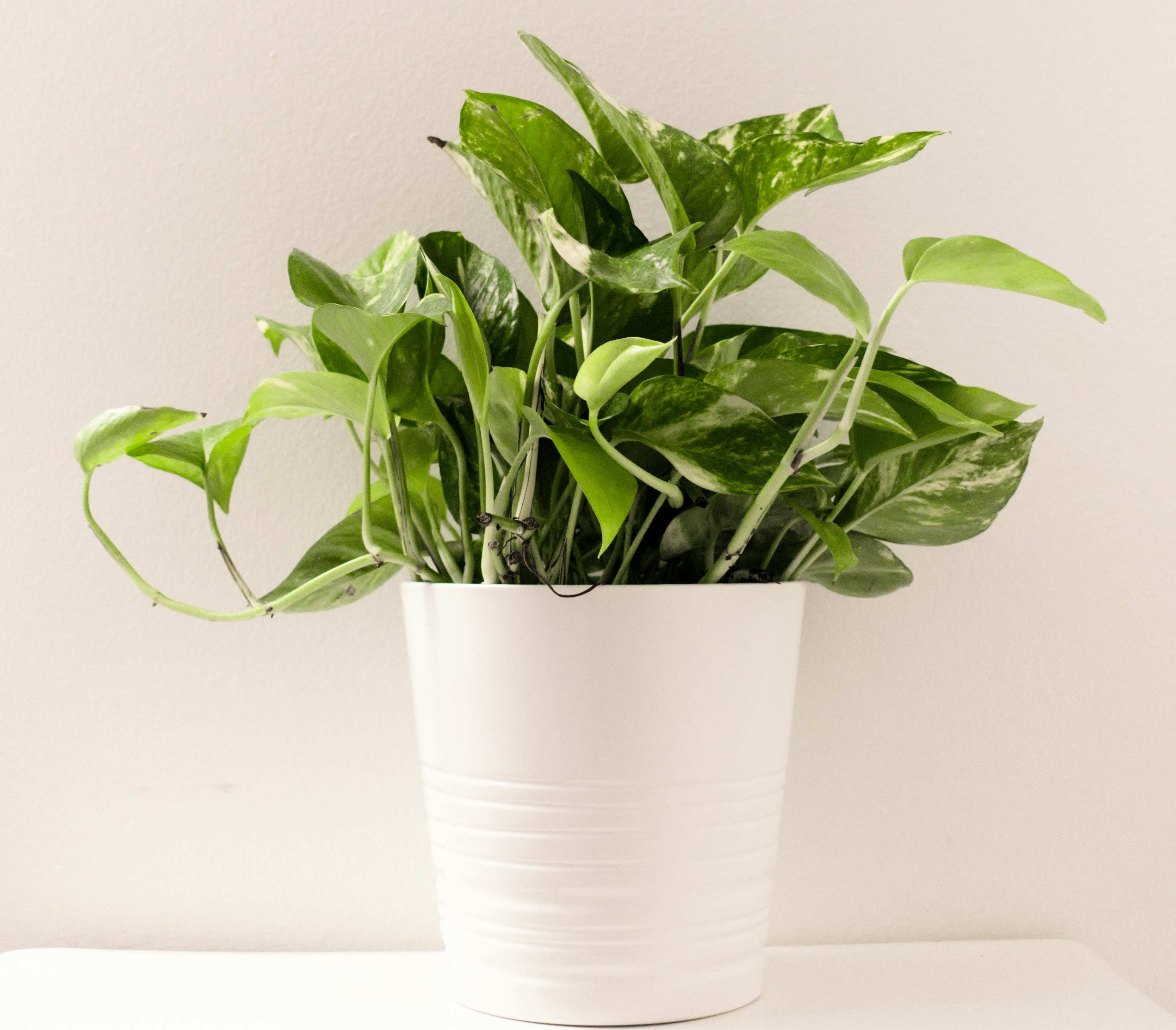 pexels lynda sanchez 825238 1777813