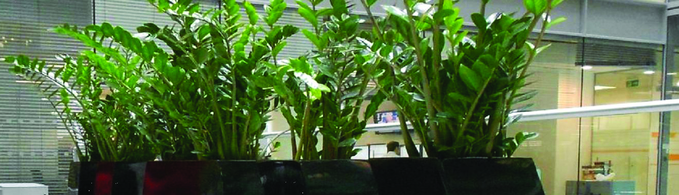 plants perfect banner