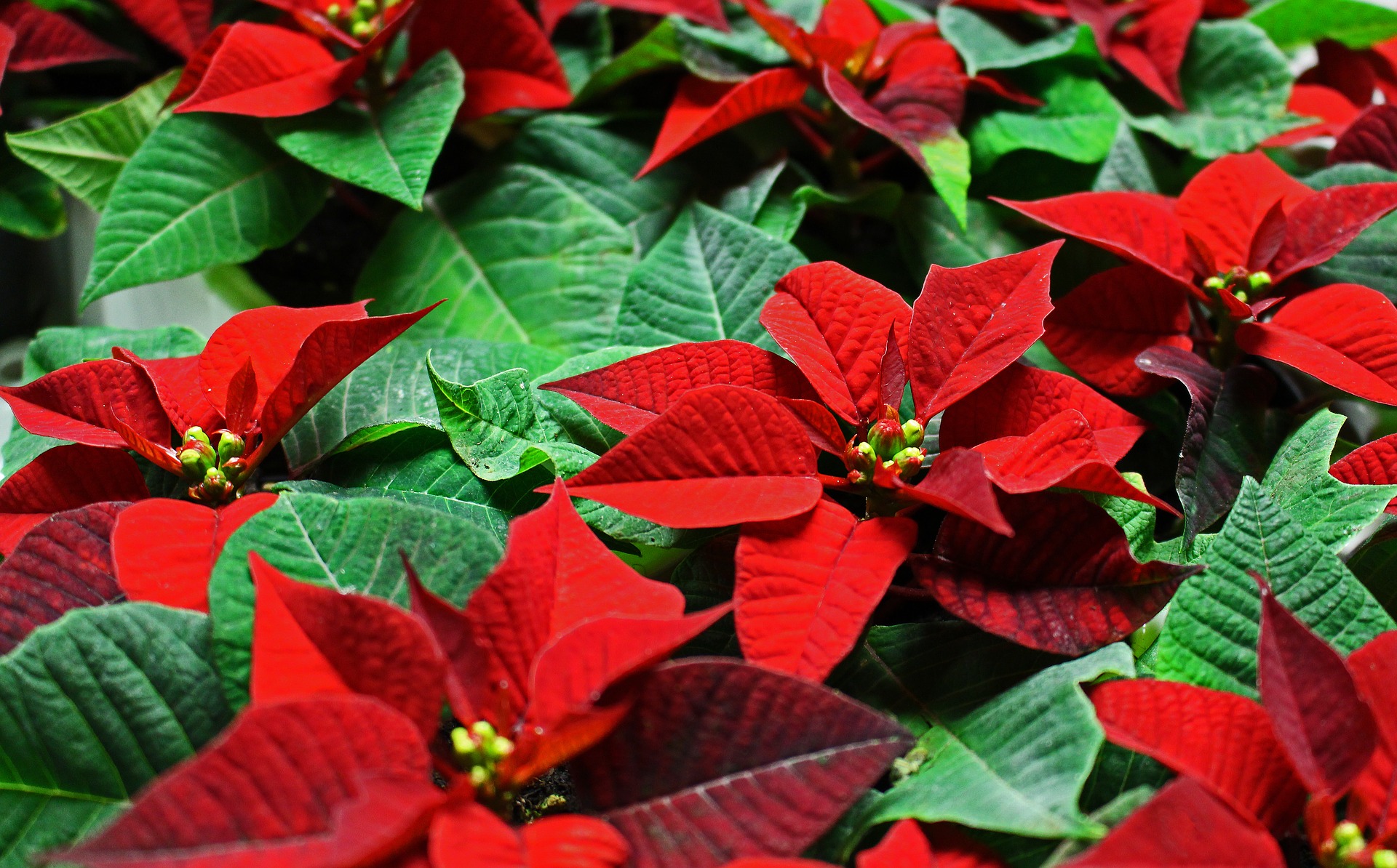poinsettia 458181 1920