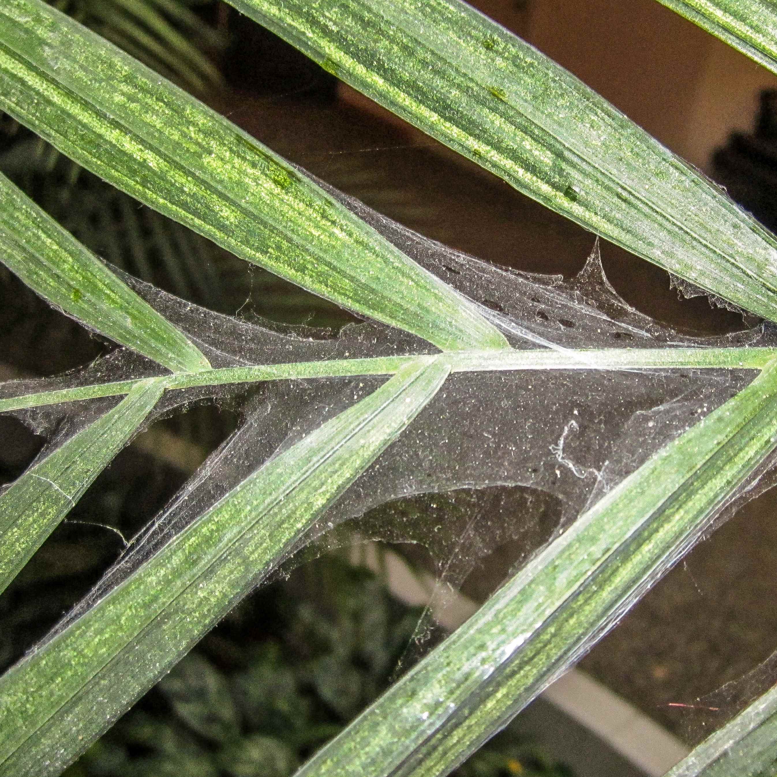 spider mite web 02