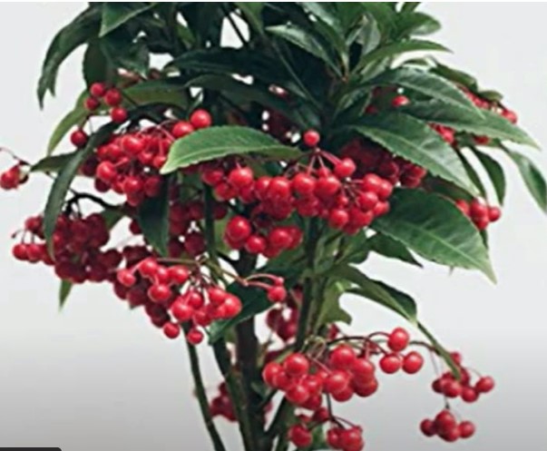 Screenshot 2024 12 18 104951